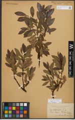 Foto von Salix phylicifolia L.